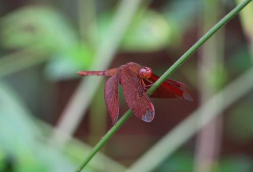 Neurothemis fulvia